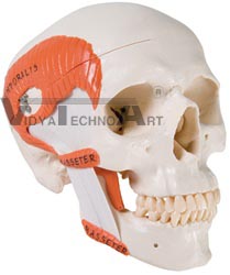 TMJ Skull - 2 part